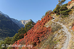 Foto: Perückensträucher (Cotinus coggygria) und Waldföhren am Wegrand