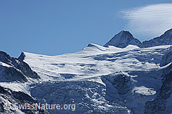 Foto: Bouquetins, Grand Cornier und Glacier de Moiry