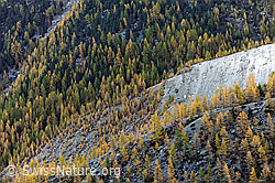 F072781: Lärchenwald und Seitenmoräne