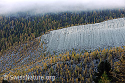 F072784: Herbstlicher Lärchenwald und Seitenmoräne