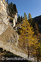 F072789: Herbstbild Lärchen und Fels