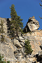 F072794: Föhren im Fels