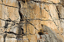 F072796: Detailansicht einer Felswand