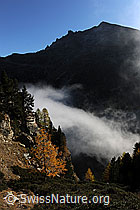 F072797: Herbststimmung mit Nebelschwaden und Bergwald