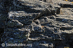 F072804: Detailansicht einer Felspartie