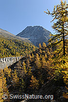 F072938: Goldgelbe Lärchenwälder in Berglandschaft