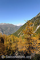 F072941: Herbstliche Berglandschaft