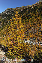 F072945: Lärche in Herbstfarbe