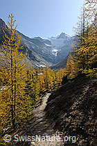 Foto: Herbstfarben im Bergwald
