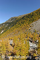 F072949: Bergwälder im Herbst