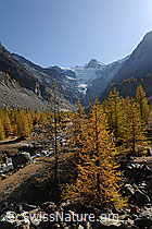 Foto: Herbstlandschaft Lärchenwald