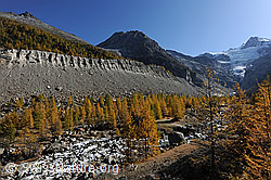Foto: Goldener Lärchenwald entlang der Moräne