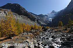 Foto: Herbstlicher Lärchenwald und Bergbach