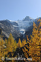 Foto: Herbstwald und Riedgletscher