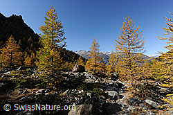 F072998: Lichter Lärchenwald in den Herbstfarben