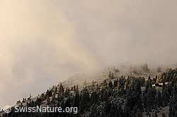 F073115: Nebelstimmung und verschneite Alp