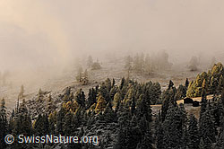 F073116: Herbststimmung mit Nebel, Herbstfarben und Neuschnee
