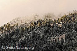 F073118: Nebelstimmung über herbstlichem Bergwald