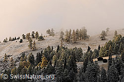 F073122: Herbstliche Alp mit Neuschnee