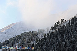 F073124: Waldlandschaft mit Nebelstimmung