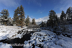 F073151: Mässerbach nach Wintereinbruch