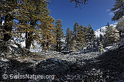 F073235: Hebstwald im Schnee