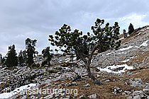 F073431: Föhre in steiniger Berglandschaft