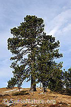 F073448: Stattliche Föhre