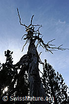 F073453: Alter, knorriger Baum