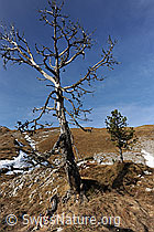 F073455: Abgestorbener Baum und junge Föhre in herbstlicher Umgebung