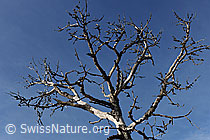 F073460: Abgestorbener Baum (Föhre)