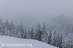 F073690: Winterlandschaft bei Schneefall
