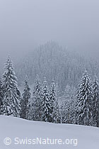 F073691: Schneefall im Tannenwald