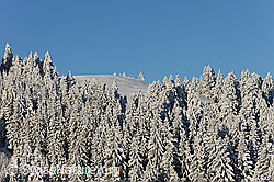 F073701: Hügel und Tannenwald mit Neuschnee