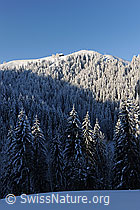 F073716: Morgenlicht auf Winterwald