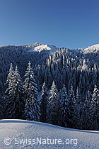 F073738: Morgenlicht im Wald