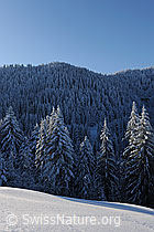 F073739: Tannen mit Schnee