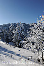F073763: Verschneiter Baum und Wald