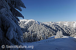 F073767: Märchenlandschaft Winterwald
