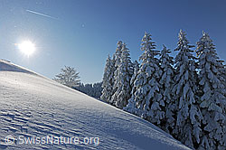 F073772: Tief verschneite Tannen