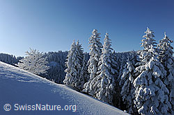 F073779: Kalenderbild Winterwald