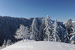 F073791: Märchenhafter Winterwald