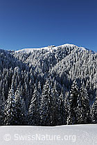 F073814: Verschneite Waldlandschaft