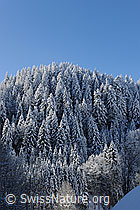 F073819: Frisch verschneiter Tannenwald
