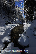 F073826: Waldbach im Winter