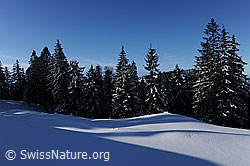 F073973: Leicht verschneiter Tannenwald