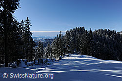 F073990: Waldrand im Winter mit verschneiten Tannen