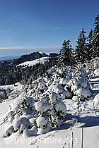 F073999: Tief verschneite junge Tannen