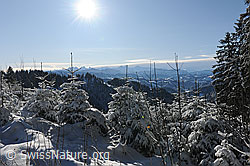 F074000: Verschneiter, junger Wald