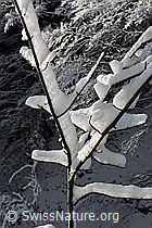 F074055: Schnee im Geäst eines jungen Baums